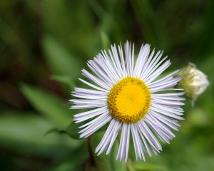 Mjenica - advokatski ured huskić